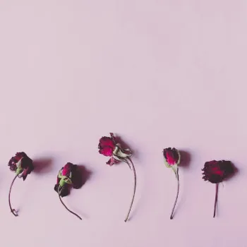 Organic Dry Rose 